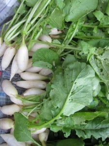 画像(225x300)・拡大画像(480x640)