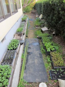 画像(225x300)・拡大画像(480x640)