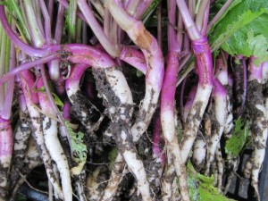 画像(300x225)・拡大画像(640x480)