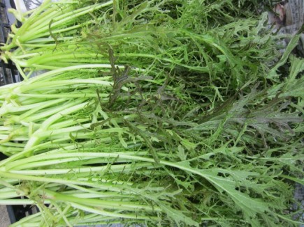 画像(435x326)・拡大画像(640x480)