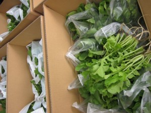 画像(300x225)・拡大画像(640x480)