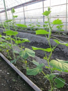 画像(225x300)・拡大画像(480x640)