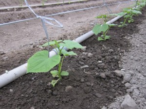 画像(300x225)・拡大画像(640x480)