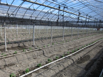 画像(435x326)・拡大画像(640x480)