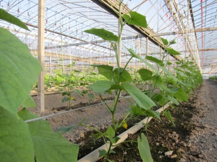 画像(435x326)・拡大画像(640x480)