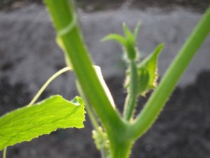 画像(300x225)・拡大画像(640x480)