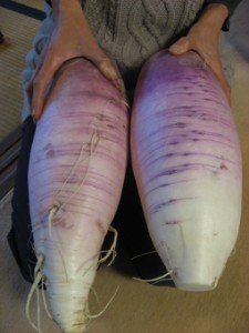 画像(225x300)・拡大画像(255x340)