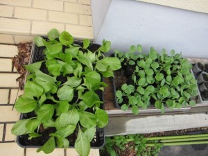 画像(300x225)・拡大画像(640x480)