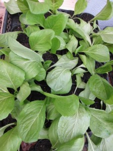 画像(225x300)・拡大画像(480x640)