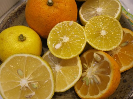 �摜(435x326)�E�g��摜(640x480)