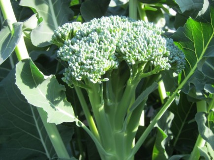 画像(435x326)・拡大画像(640x480)