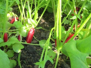 画像(300x225)・拡大画像(640x480)