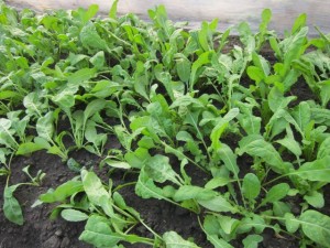 画像(300x225)・拡大画像(640x480)