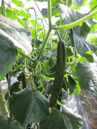 画像(326x435)・拡大画像(480x640)