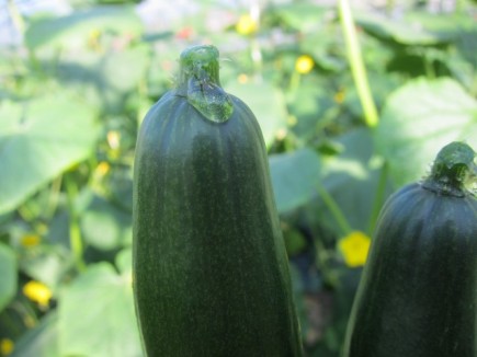 画像(435x326)・拡大画像(640x480)