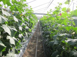 画像(300x225)・拡大画像(640x480)