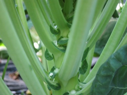 画像(435x326)・拡大画像(640x480)