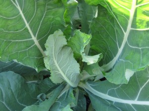 画像(300x225)・拡大画像(640x480)