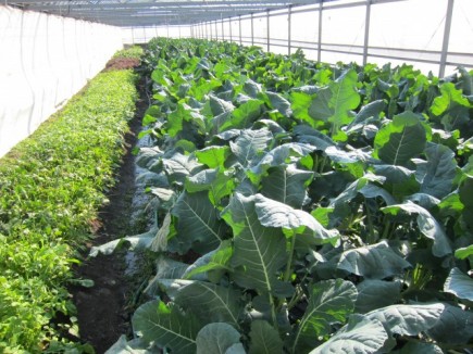 画像(435x326)・拡大画像(640x480)