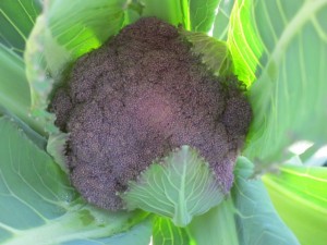 画像(300x225)・拡大画像(640x480)