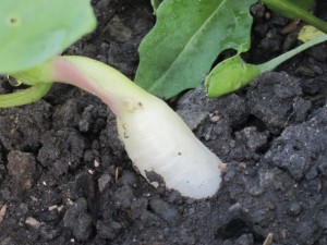 画像(300x225)・拡大画像(640x480)