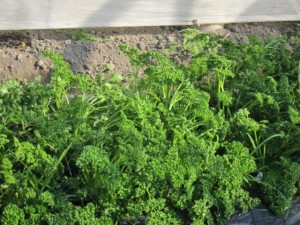 画像(300x225)・拡大画像(640x480)