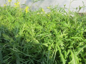 画像(300x225)・拡大画像(640x480)