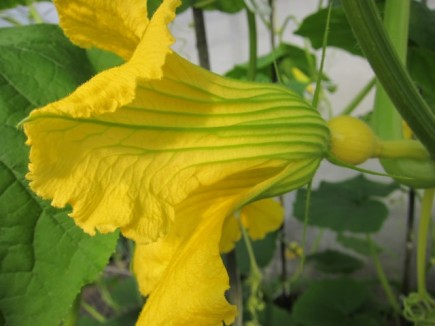 �摜(435x326)�E�g��摜(640x480)