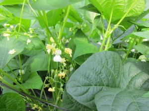 �摜(300x225)�E�g��摜(640x480)