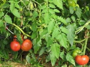 �摜(300x225)�E�g��摜(640x480)