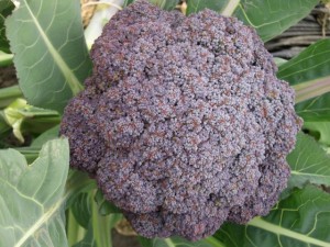 �摜(300x225)�E�g��摜(640x480)