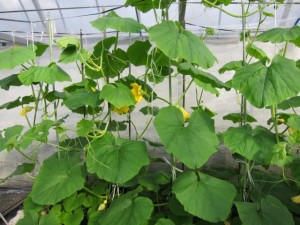 �摜(300x225)�E�g��摜(640x480)