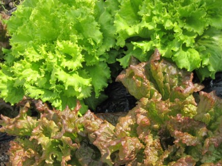 �摜(435x326)�E�g��摜(640x480)