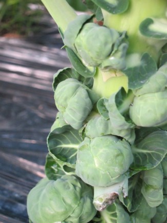 �摜(326x435)�E�g��摜(480x640)