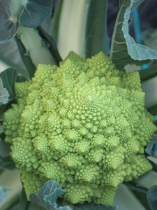 �摜(225x300)�E�g��摜(480x640)