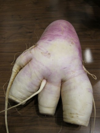 �摜(326x435)�E�g��摜(480x640)