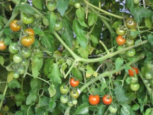 �摜(300x225)�E�g��摜(640x480)