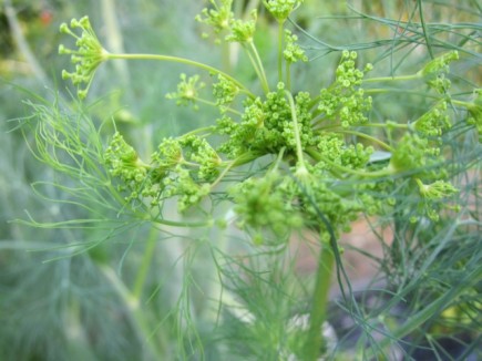 �摜(435x326)�E�g��摜(640x480)