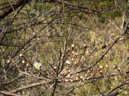 �摜(435x326)�E�g��摜(640x480)