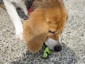 画像(300x225)・拡大画像(640x480)