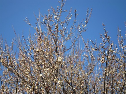 �摜(435x326)�E�g��摜(640x480)