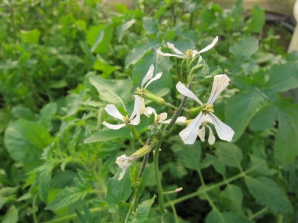 �摜(435x326)�E�g��摜(640x480)