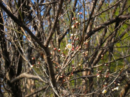 �摜(435x326)�E�g��摜(640x480)