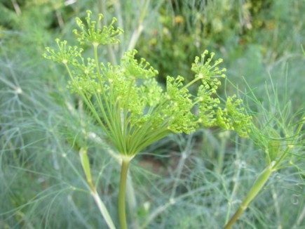 �摜(435x326)�E�g��摜(640x480)