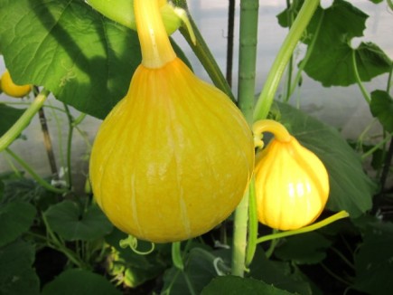 �摜(435x326)�E�g��摜(640x480)