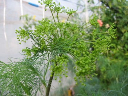 �摜(435x326)�E�g��摜(640x480)