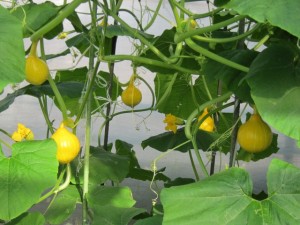 �摜(300x225)�E�g��摜(640x480)