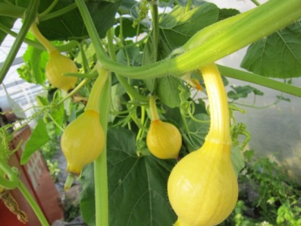 �摜(435x326)�E�g��摜(640x480)