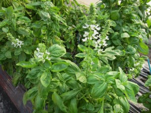 �摜(300x225)�E�g��摜(640x480)