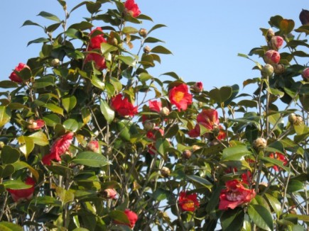 �摜(435x326)�E�g��摜(640x480)